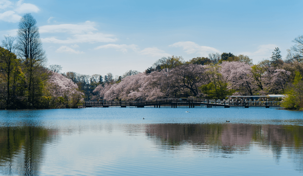 lac-Inokashira-tokyo