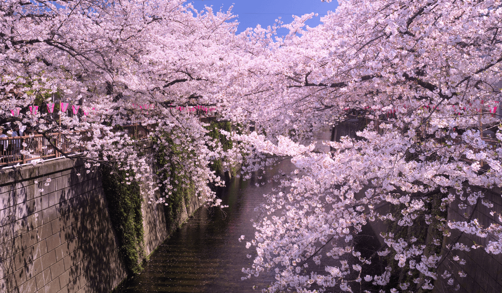 Nakameguro-cerisiers