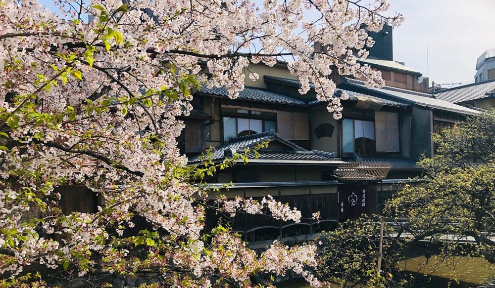 Kirschblüten in Japan