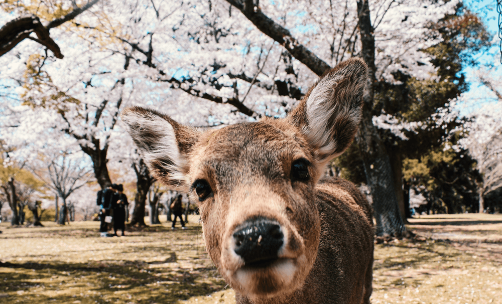 hirsche-japan