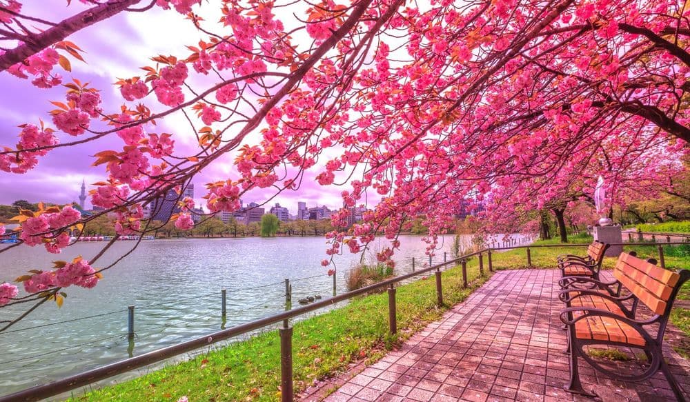 ueno_parc_tokyo