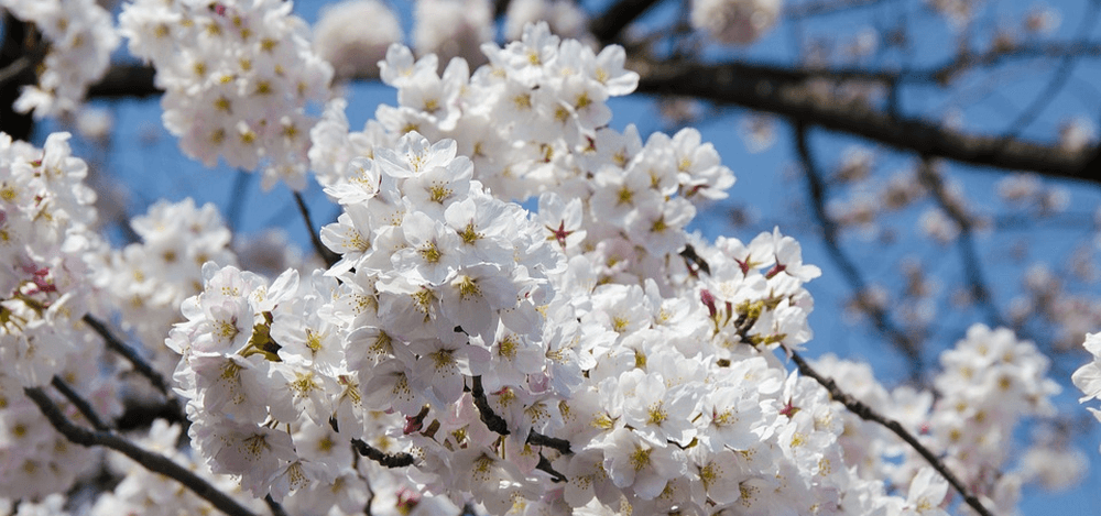 Cerisiers en fleurs 
