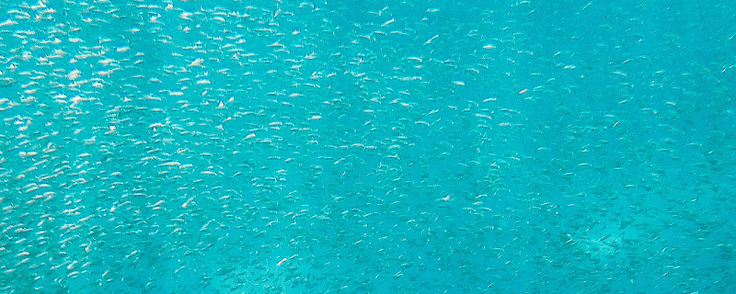 galapagos_underwater