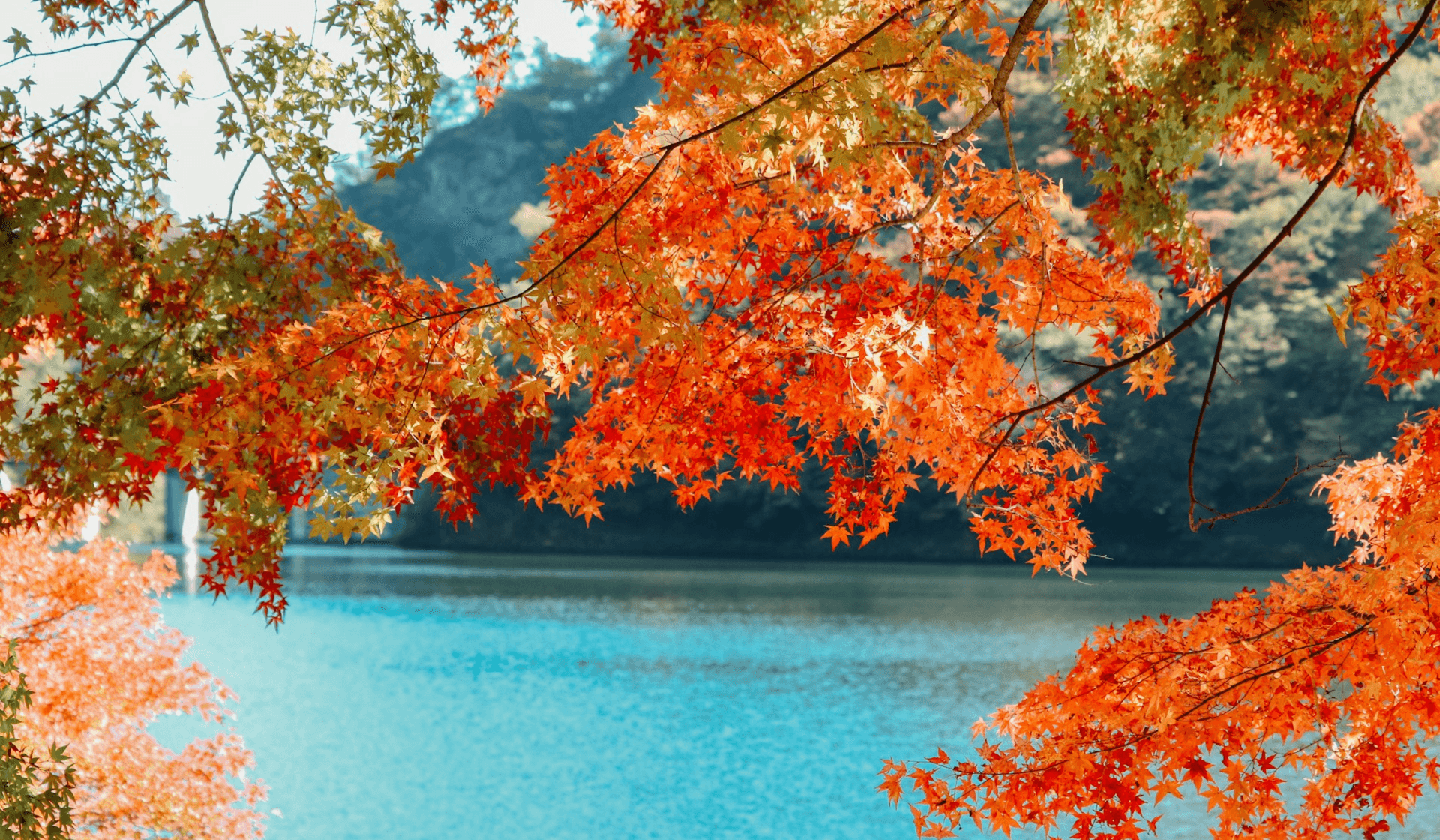 Les meilleurs endroits pour admirer les feuillages d'automne au Japon