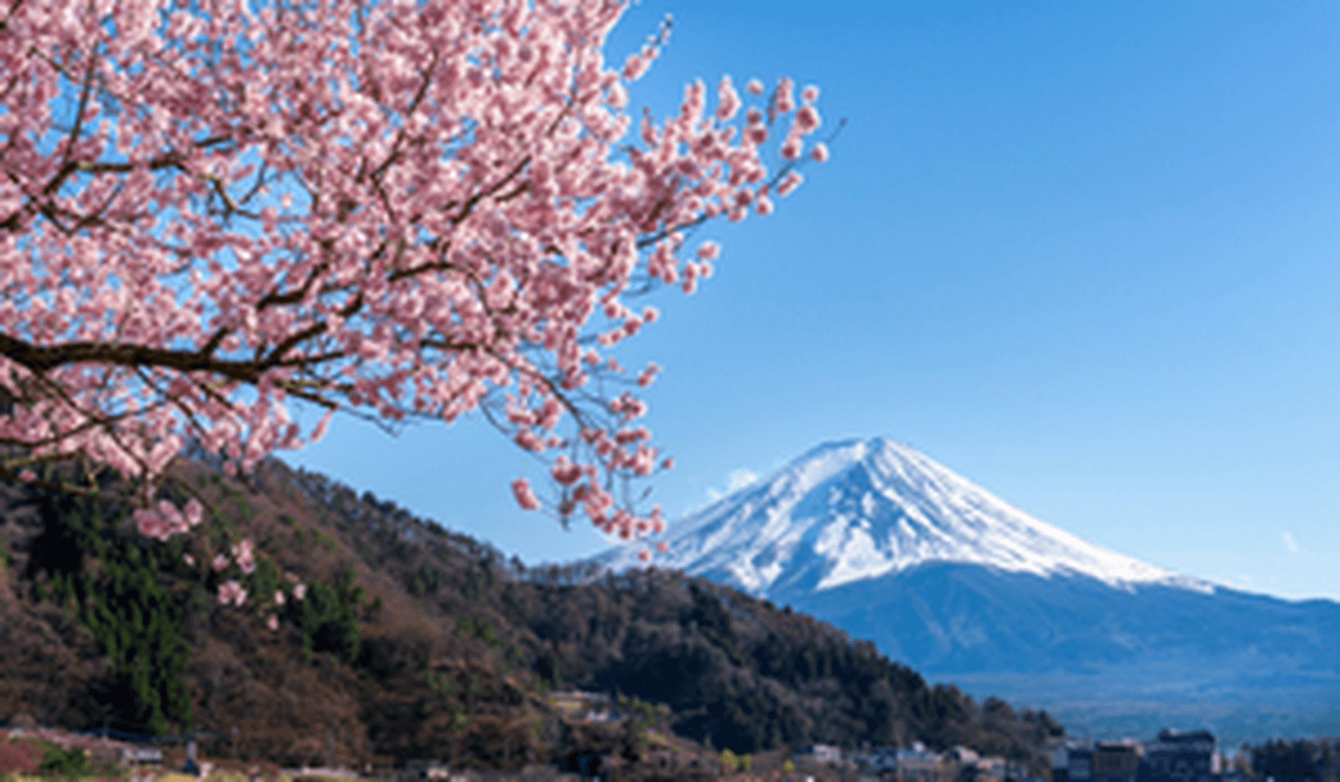 Hanami : contempler la floraison des cerisiers