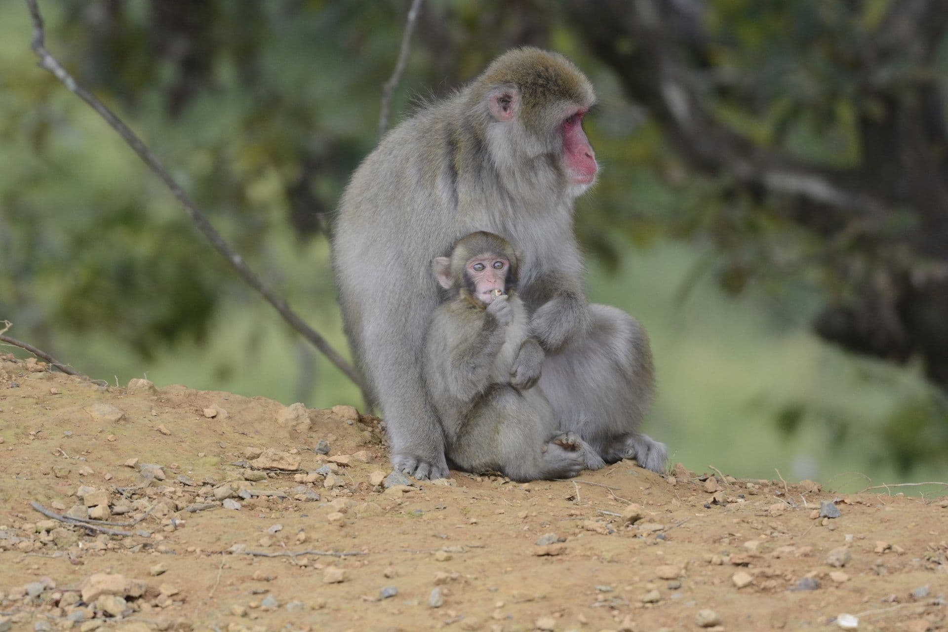 Le macaque japonais