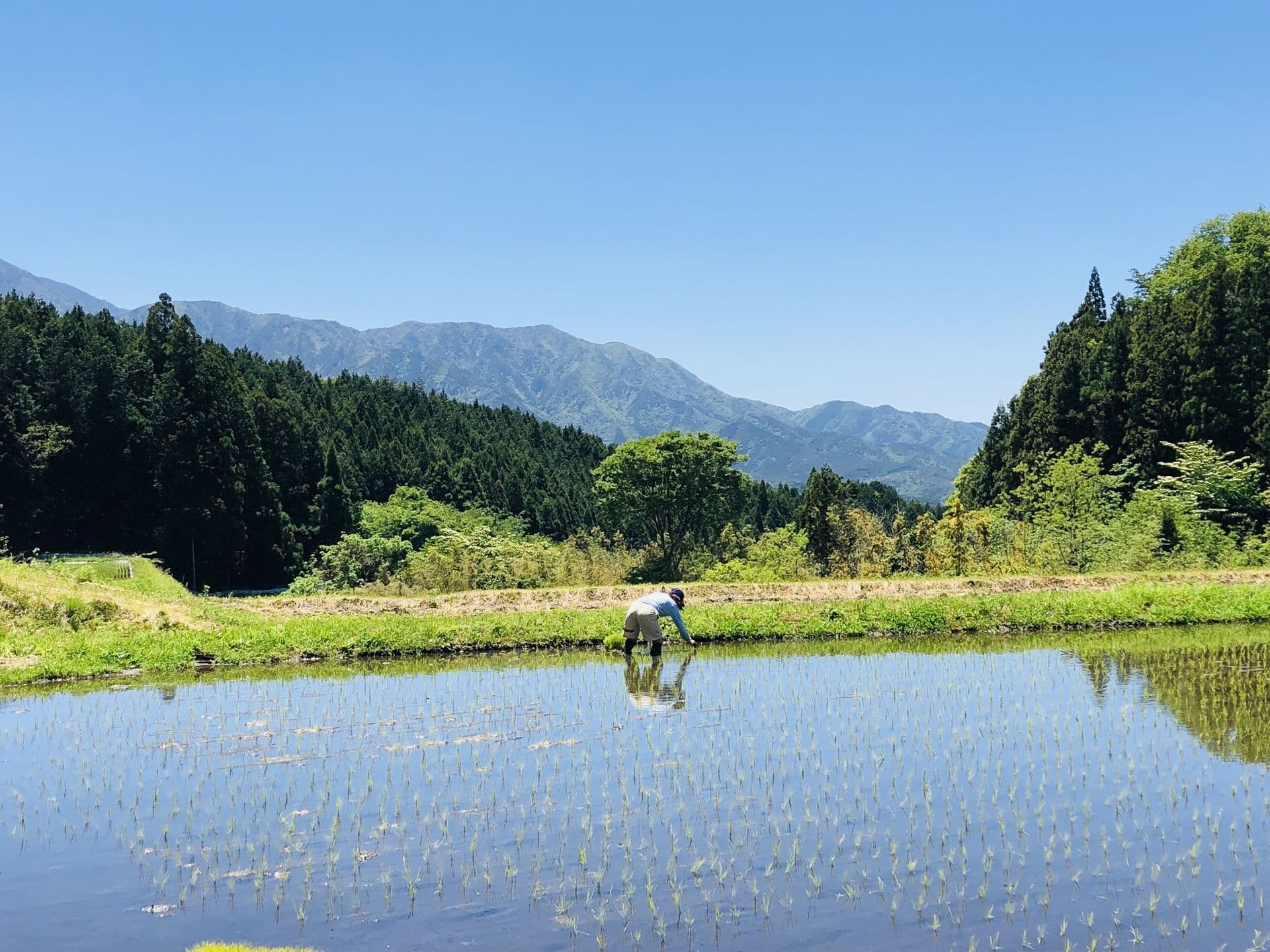 Rice Field - Worker