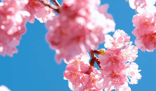 Les 10 meilleurs endroits pour admirer les cerisiers en fleurs