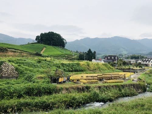 Tea plantation in Wazuka