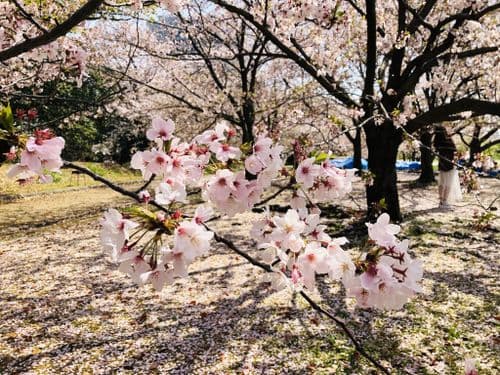 Sakura in Fukuoka