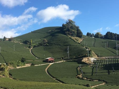 Tea plantation in Wazuka