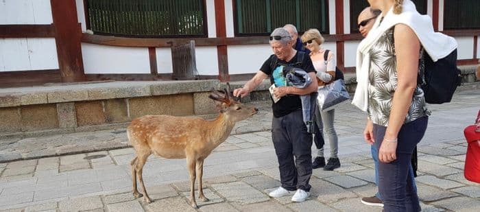 Deer in Nara