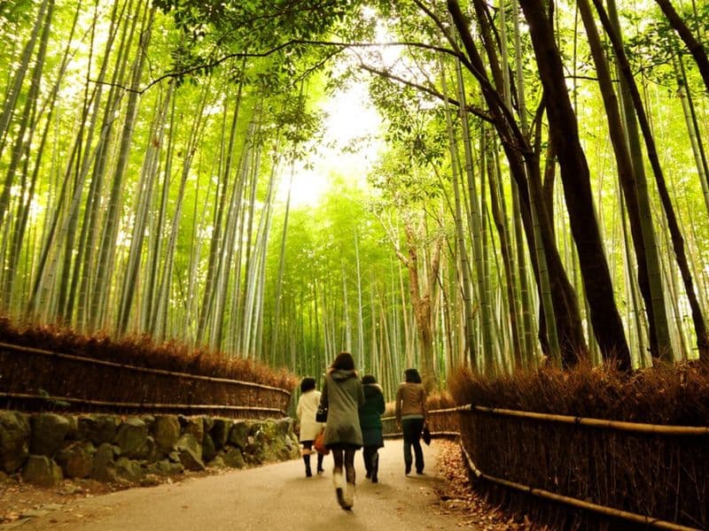 Bamboo Forest in Arashiyama