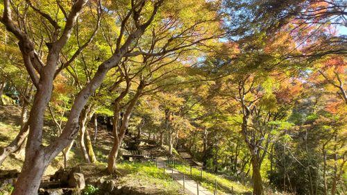 Herbstfarben in Kyoto