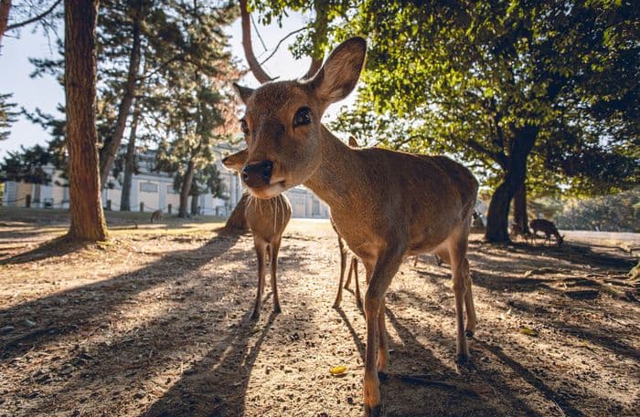 Sika Deer