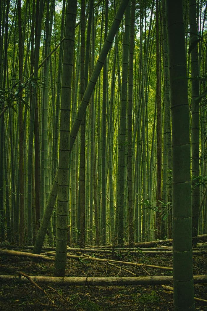 Bamboo_Arashiyama1