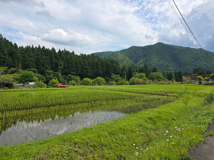 miyama rice field