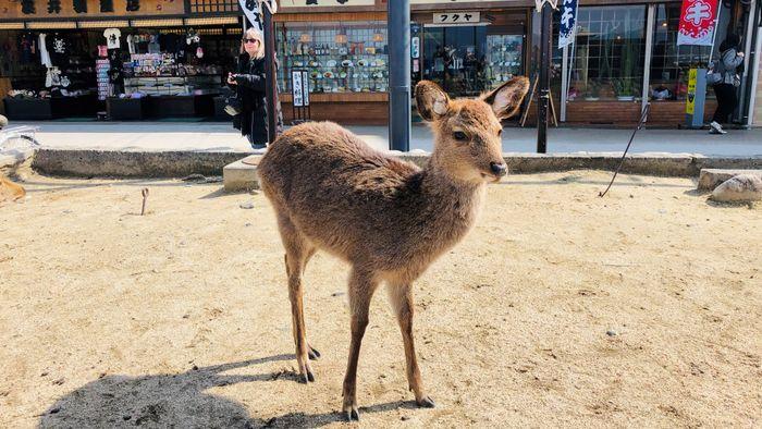 Deer in Miyajima