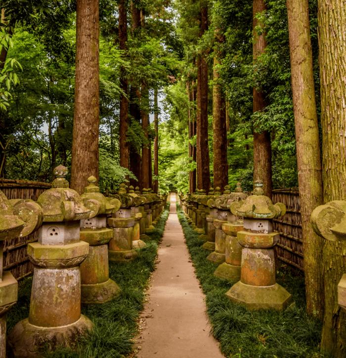 Cedar Forest Japan