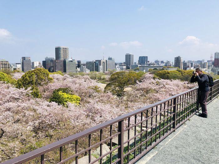 Sakura in Fukuoka