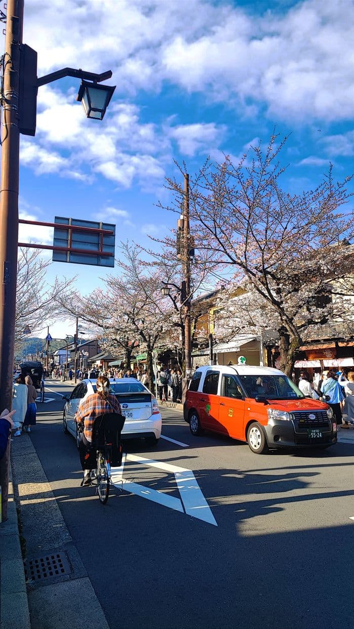 Cerisiers d'Arashiyama