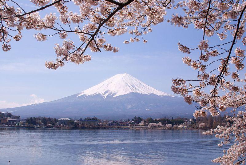 Fuji with sakura flowers
